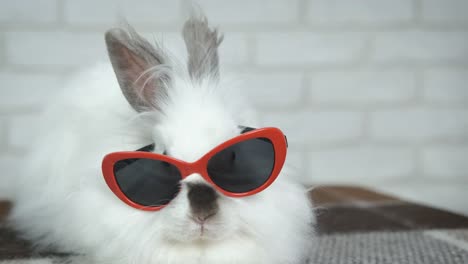 White-rabbit-glasses.