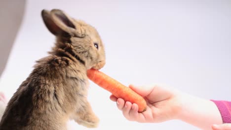 chica-alimenta-la-zanahoria-de-conejo