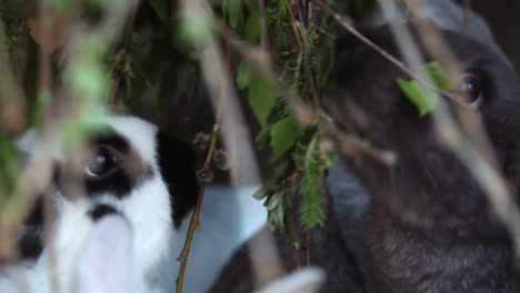 Baby-Rabbits-Eating-Greenery