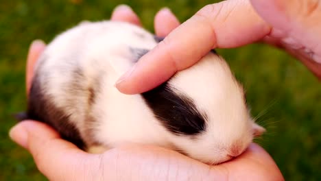 Vierzehn-Tage-Baby-Kaninchen-in-der-Damenhand