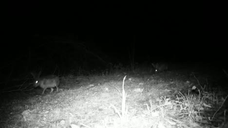 Schönheit-Europäischer-Hase-(Lepus-Europaeus)-in-der-Nacht-im-Gras