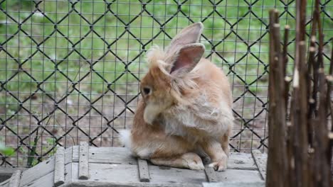 A-beautiful-brown-rabbit-or-bunny-stands-on-a-block-in-a-cage-playfully-grooming-himself-with-big-ears-and-cute-nose.