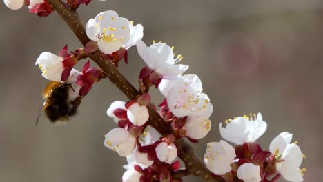 Spring-flowers.-Beautiful-Spring-cherry-tree-blossom,-extreme-close-up.-Easter-fresh-pink-blossoming-cherry-closeup.