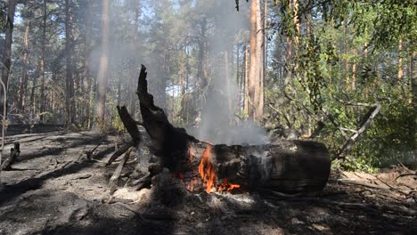 Feuer-im-Wald.