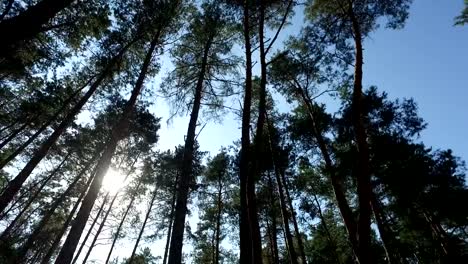 Sun-breaking-through-pine-trees