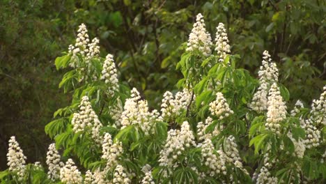 Flowering-branches-of-chestnut.-Castanea-sativa