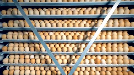 Many-chicken-eggs-in-a-poultry-incubator.-Farm-incubator,-modern-agriculture-equipment.-Chicken-eggs-incubation.-4K.