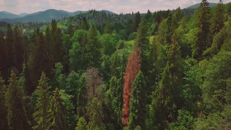 Luftbild-Flythrough-von-schönen-Bergen-und-Wäldern.-Vogelperspektive