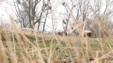 Flock-of-sheep-rest-in-farmer's-field