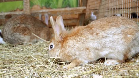 Kaninchen.-Kaninchen-ist-schlafen