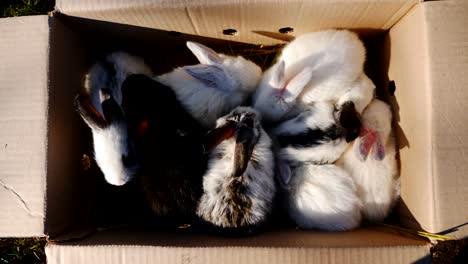 Many-small-rabbit-in-a-cardboard-box-outdoors