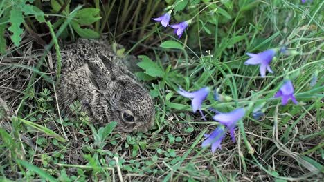 Eine-kleine,-Angst-Hase-sitzt-in-den-Rasen.