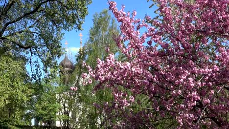 Frühling-Bäumen-und-blühenden-Kirschbaum