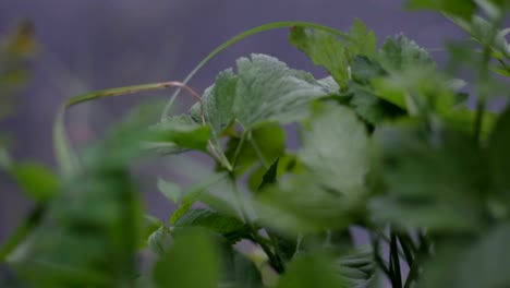 Verde-pasto-moviéndose-en-la-brisa-de-primavera