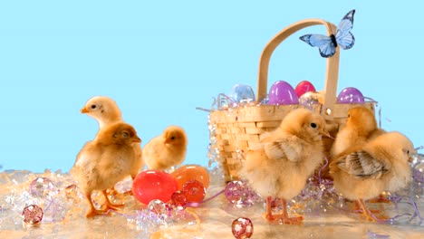 Cute-baby-chickens-stand-around-an-Easter-basket