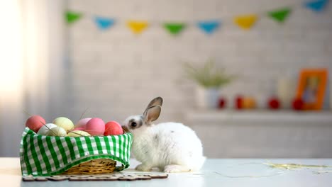 Colorful-eggs-basket-with-cute-Easter-rabbit-on-table,-holiday-greeting,-animal