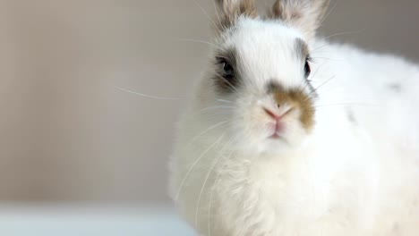 Niedliche-Kaninchen-bewegt-seine-kleine-Nase-Schnupfen-neue-Gerüche,-gesundes-und-glückliches-Haustier