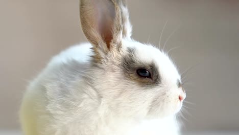 Entzückende-flauschige-Häschen-schnüffeln-Luft,-kleines-Haustier-kennen-lernen-neuer-Ort