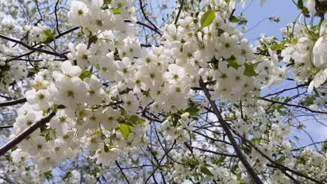 der-Baum-blüht-im-Frühjahr