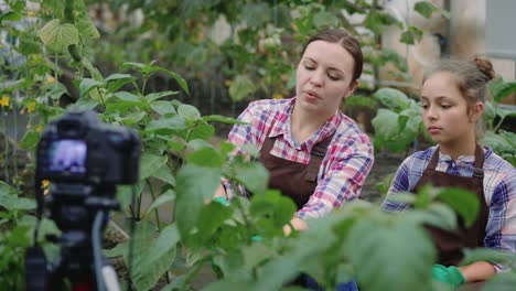 Family-gardeners-in-a-greenhouse-record-a-video-about-gardening