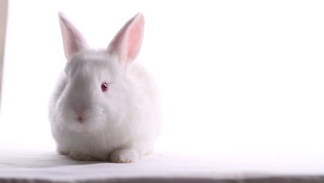 conejo-blanco-sentado-sobre-un-fondo-blanco