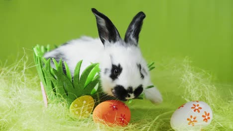 Little-Bunny-In-Basket-With-Decorated-Eggs