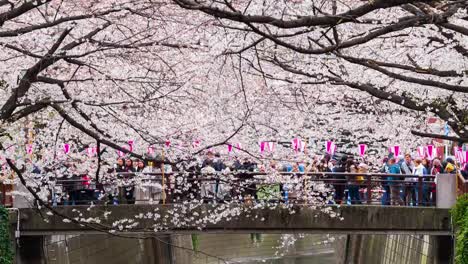 Zeitraffer-des-Kirschblütenfestes-in-voller-Blüte-am-Meguro-River,-Tokio,-Japan