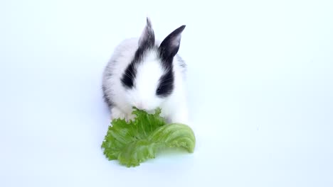 Lovely-twenty-days-rabbit-on-white-background