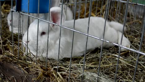 Zwei-kleine-weiße-Kaninchen-in-einem-Käfig