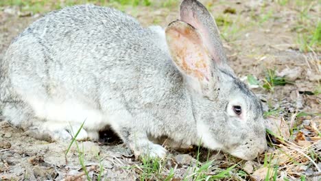 Gray-rabbit-eats-grass-in-the-pasture