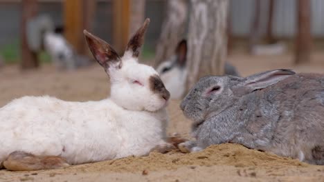 Rabbits-sweethearts-sleep-on-farm