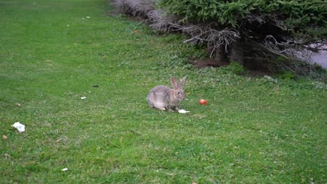 Rabbit-eats-cabbage-on-a-green-lawn