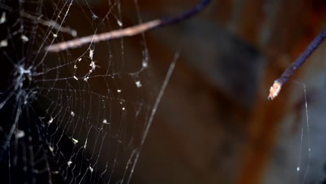 Web-on-an-abandoned-structure.-Slow-motion