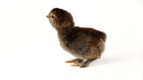 Small-cute-chicken-chicks-on-white-background