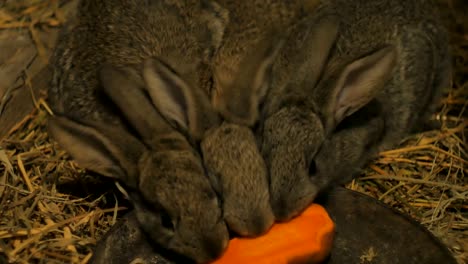 Kleine-Kaninchen-in-einer-Scheune-essen-Karotten-grau