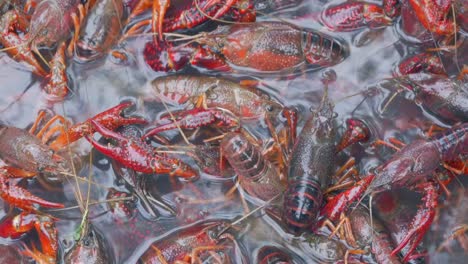 Live-Crawfish-Swim-in-a-Bucket-of-Water-Before-a-Low-Country-Boil---4K