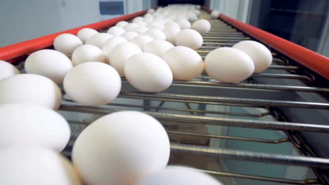 Plenty-of-eggs-on-the-conveyor-belt.