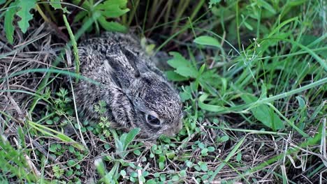 A-small,-frightened-bunny-is-sitting-in-the-grass.