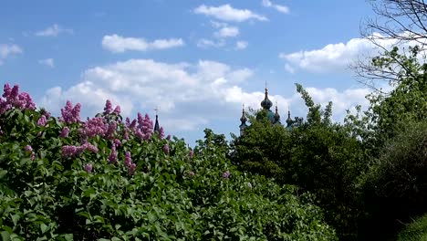 Vista-desde-la-montaña-a-la-cúpula-de-la-iglesia-de-San-Andrés-en-Kiev-y-una-flor-lila.