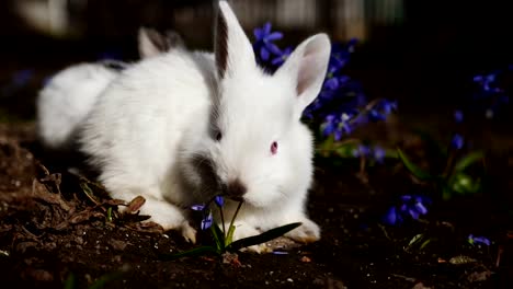 Weiße-Osterhase-in-den-frühen-Frühlingsmorgen