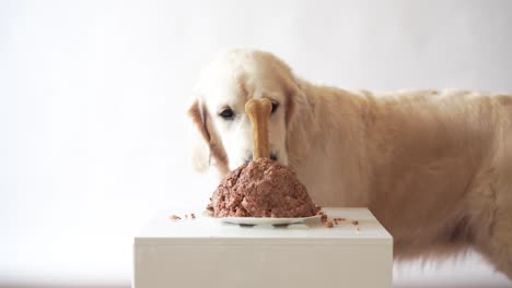 Haustier-Leben-zu-Hause.-Lustiges-Video-aus-den-Geburtstag-des-Hundes---schöne-golden-Retriever-Fleisch-Kuchen-essen