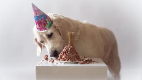 vida-del-animal-doméstico-en-casa.-video-gracioso-del-cumpleaños-del-perro---perro-perdiguero-de-oro-hermoso-comiendo-pastel-de-carne