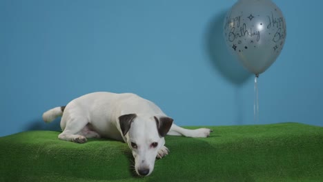 Jack-Russell-Terrier-Hund-mit-alles-Gute-zum-Geburtstag-Ballon-auf-Türkis-Hintergrund