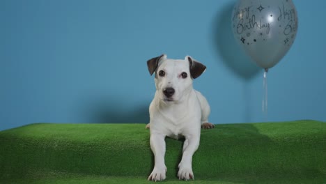 gato-perro-terrier-de-russell-con-globo-de-cumpleaños-sobre-fondo-turquesa