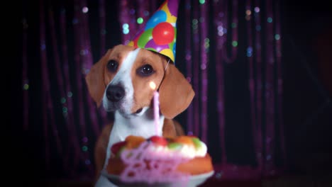 4-k-perro-Beagle-de-cumpleaños-con-torta-y-sombrero