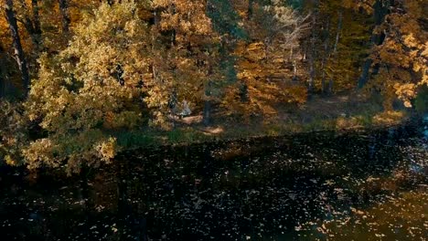 Ein-junges-Brautpaar-ist-ein-schöner-Wald-nahe-dem-See-entlang.-Luftaufnahme.-Goldener-Herbst