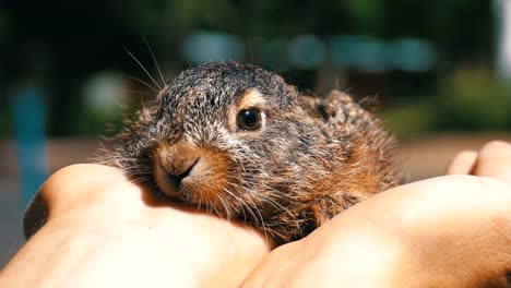 Hombre-está-sosteniendo-un-pequeño-conejito-de-bebé-mullido-salvaje.-Conejito-en-la-palma.-Cámara-lenta