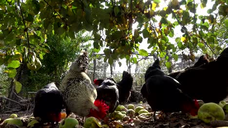 Pollos-de-corral-feliz-en-una-granja-orgánica