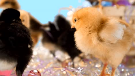 Baby-chicks-walk-around-in-Easter-confetti