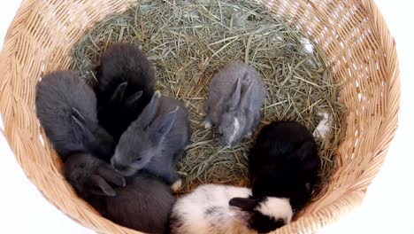 Schöne-zwanzig-Tage-Baby-Kaninchen-in-einem-Heunest